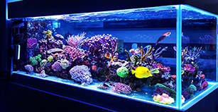Fish Tank Essentials: Setting Up Your Saltwater Aquarium
